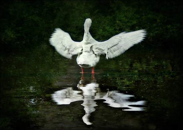 In search of a Swan ... 2