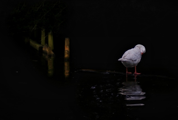 In search of a Swan ...