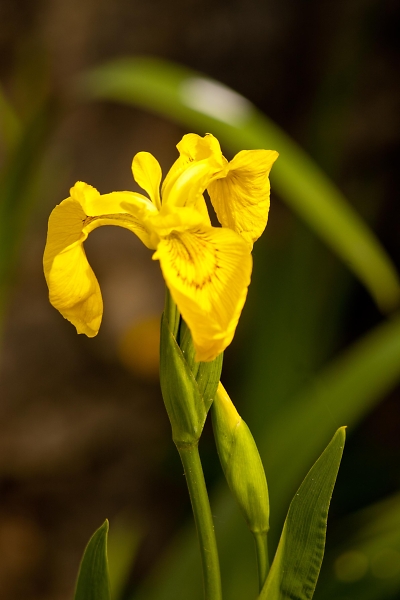 iris