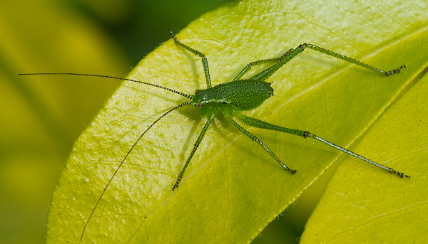 Jiminy