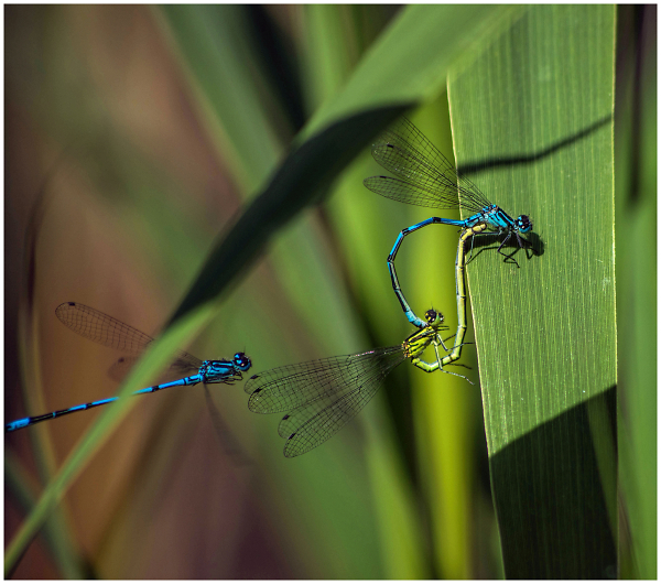 Mating damselflies 2