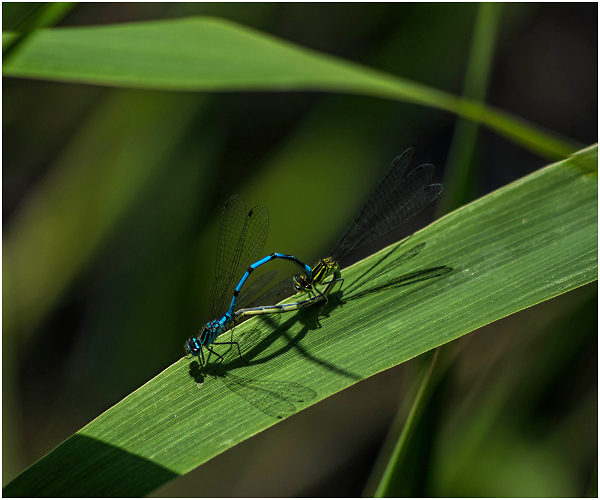 Mating damselflies 3