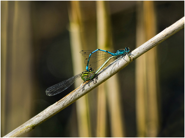 Mating damselflies