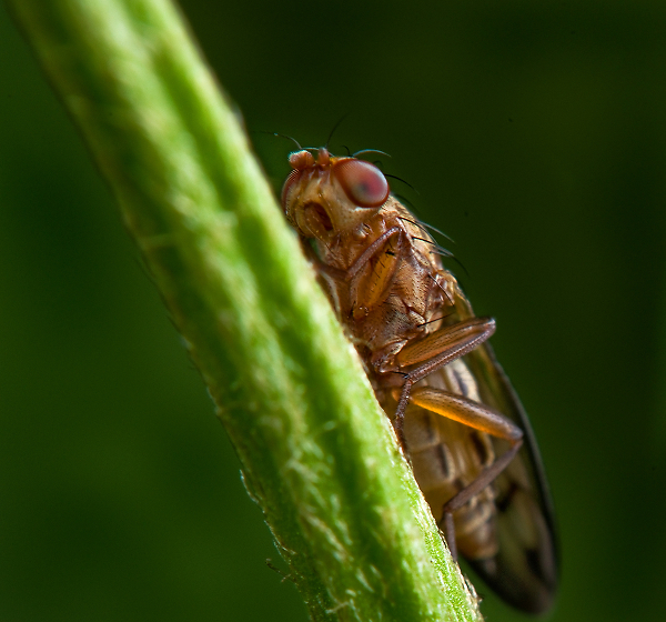 Micro Insect
