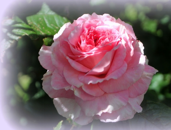More pink roses.