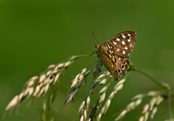 Not a Macro!
