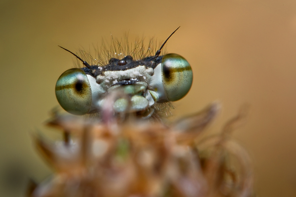 Peek-a-boo!