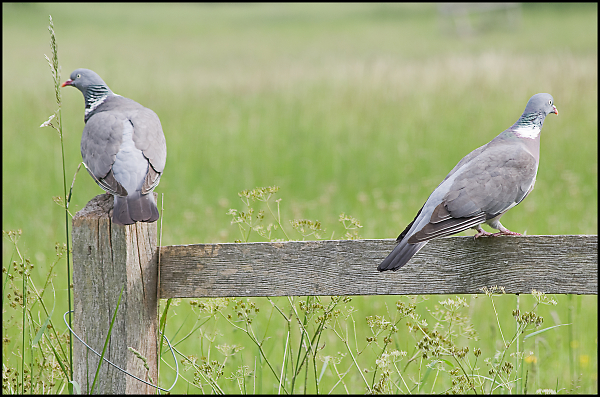 pigeons