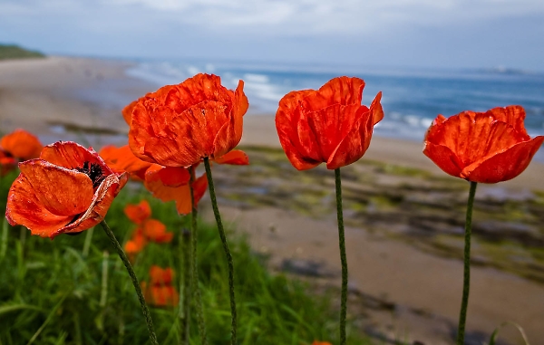 Poppies in the wind