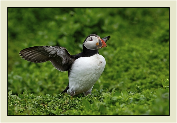 Puffin