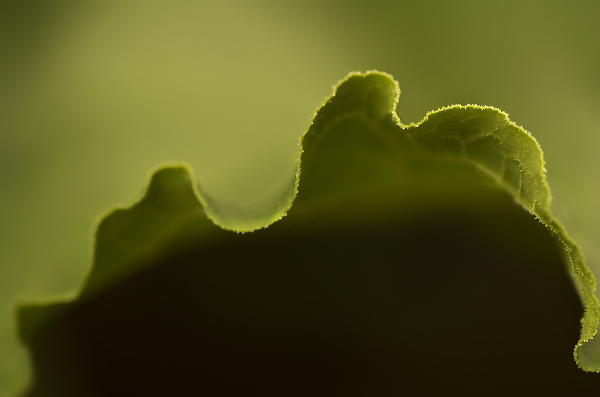 Rhubarb Leaf