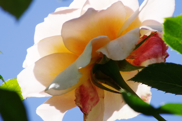 rose