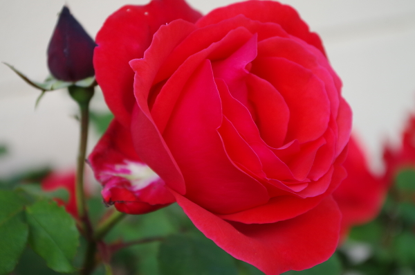 rose