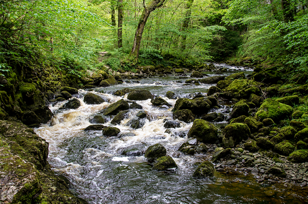 Serpentine Stream