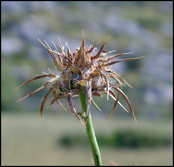 Spikey