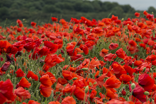 The Poppy Field
