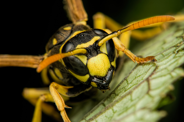 Wasp portrait