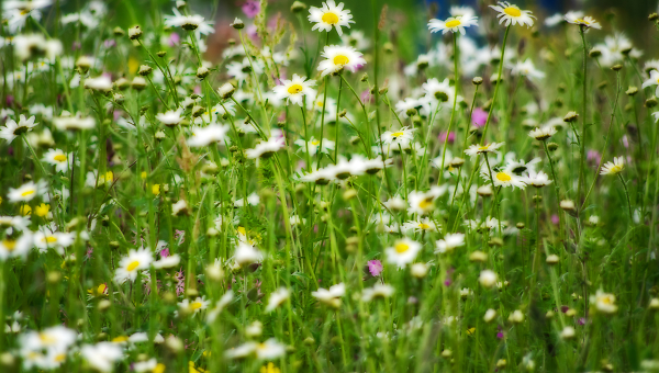 Wild Flowers