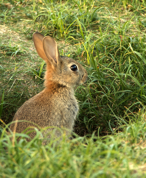 Wild Rabbit