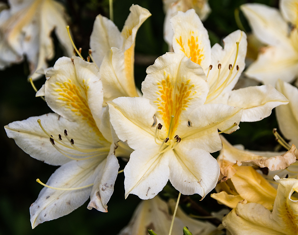 Yellow on White