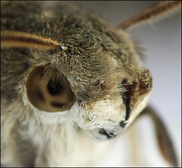 Yellow Underwing Moth Portrait