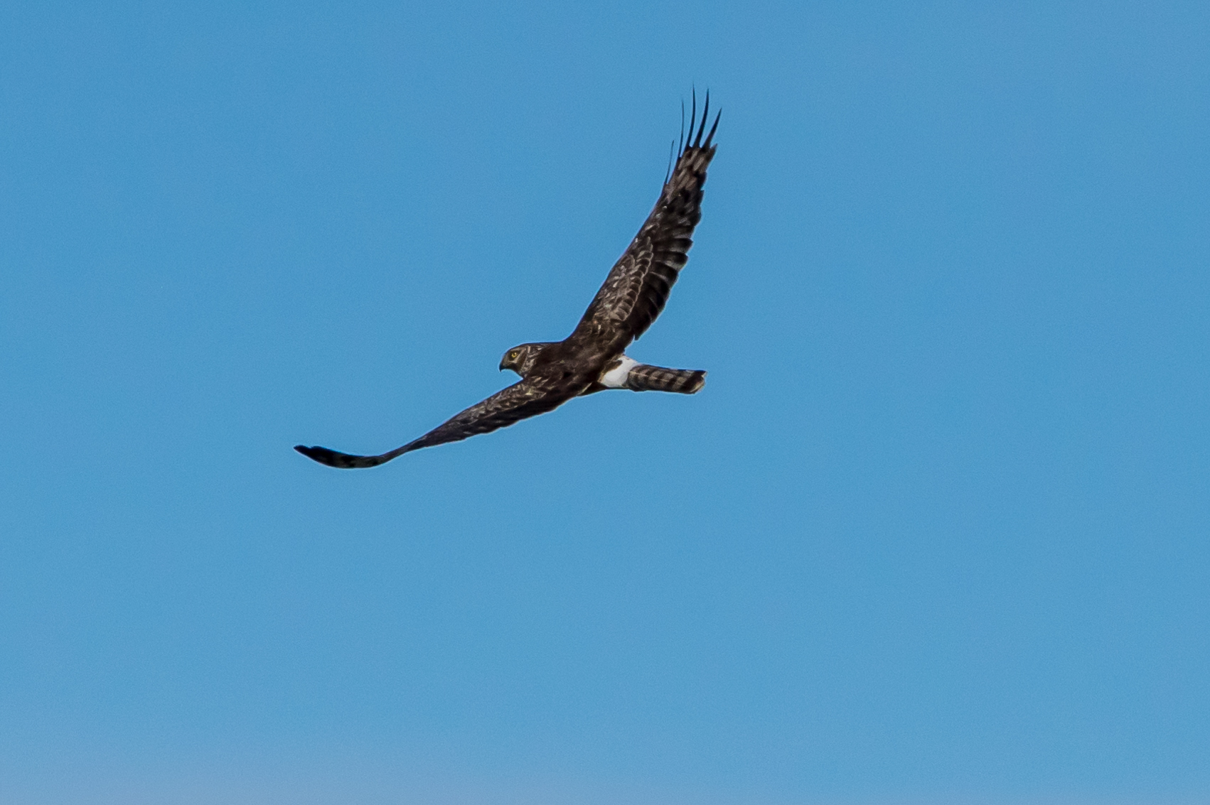 Female Hen Harrier