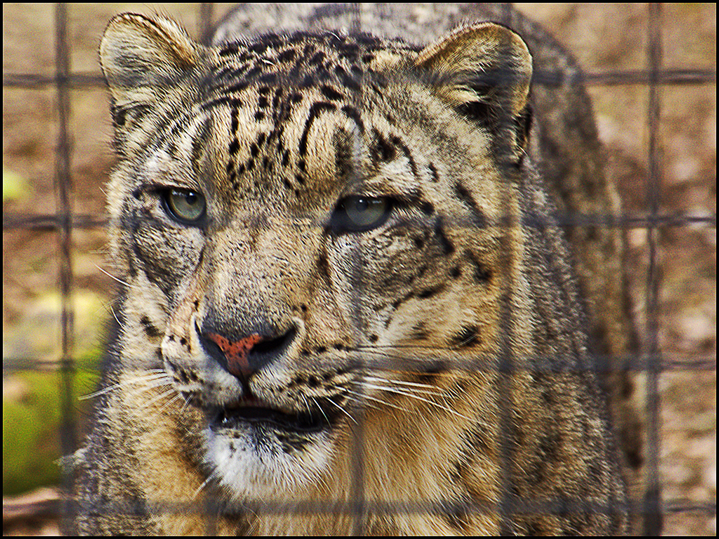 Snow Leopard