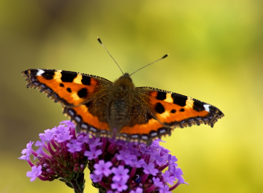 Another Tortoiseshell Portrait