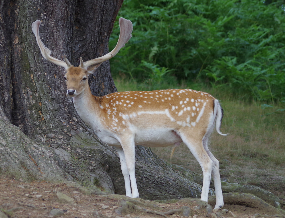 bradgate park