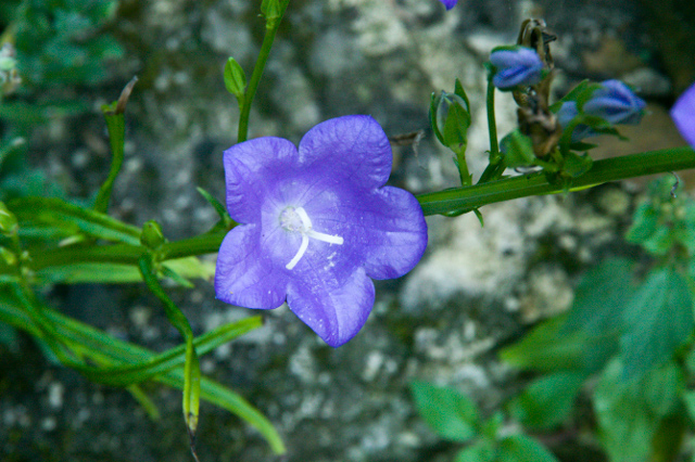 Canterbury Bell