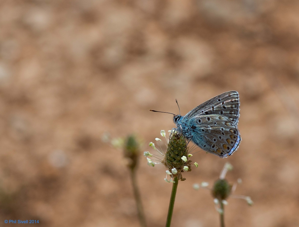 Common Blue Butterfly