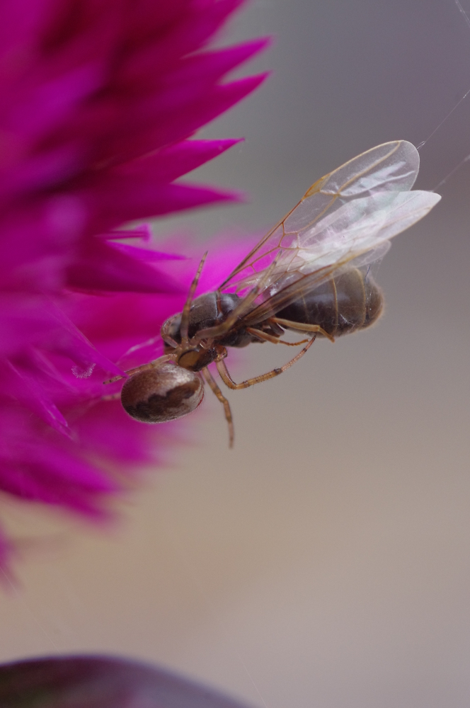 Flying ant meets her match