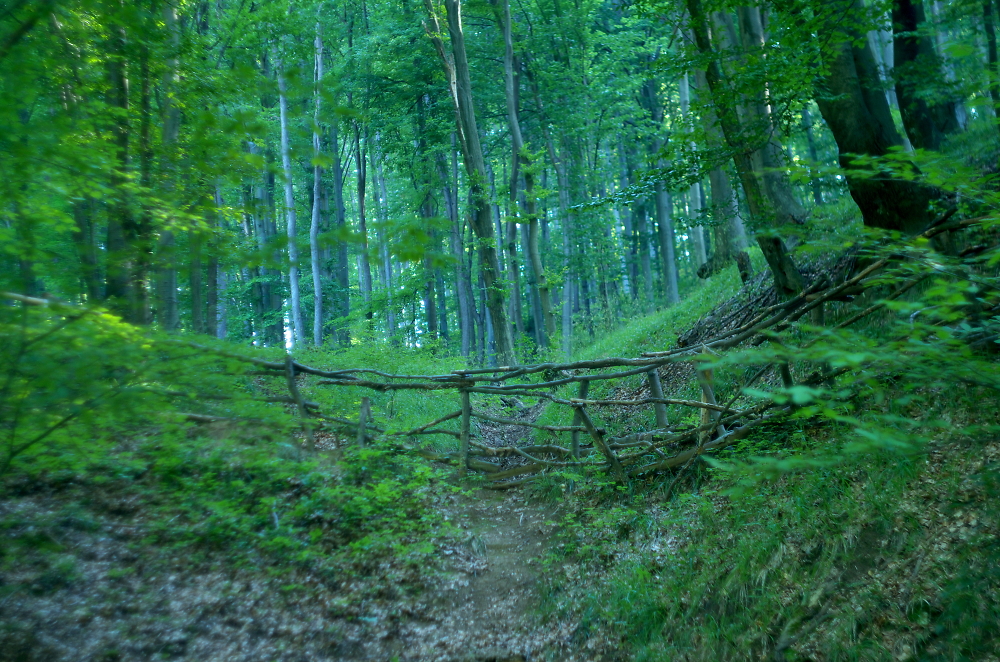 forest day