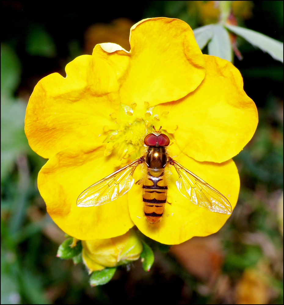 Hoverfly.