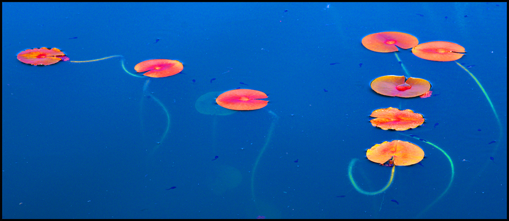 Lily Pads 2