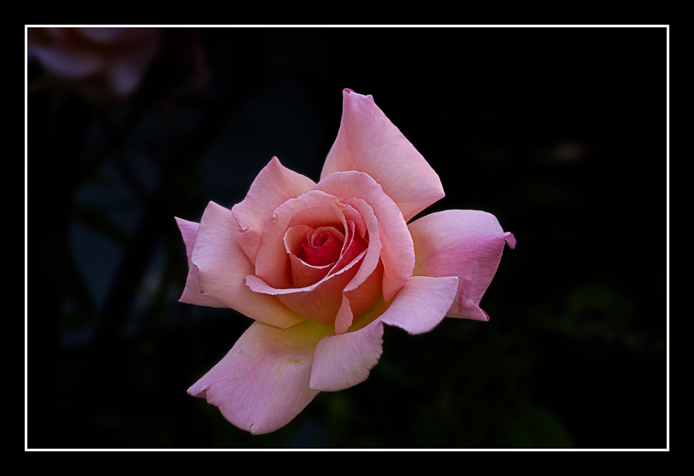 "only a rose"