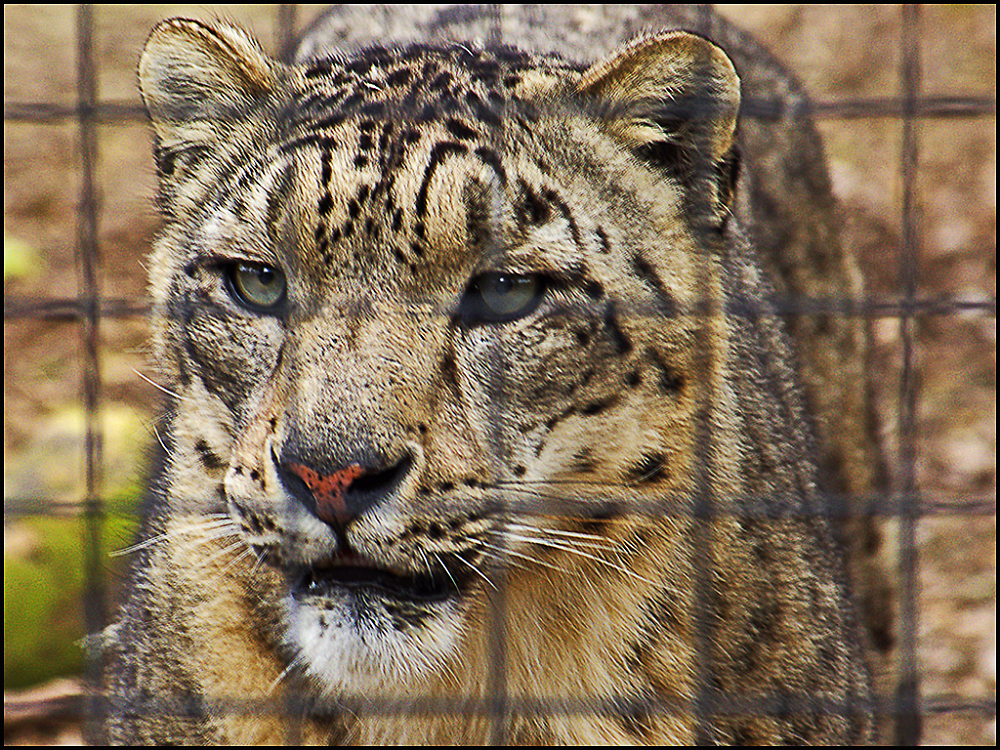 Snow Leopard