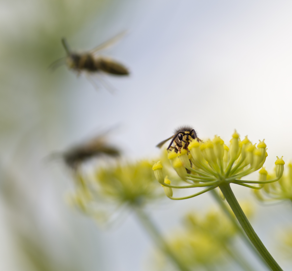 Wasps on Fennel Flowers