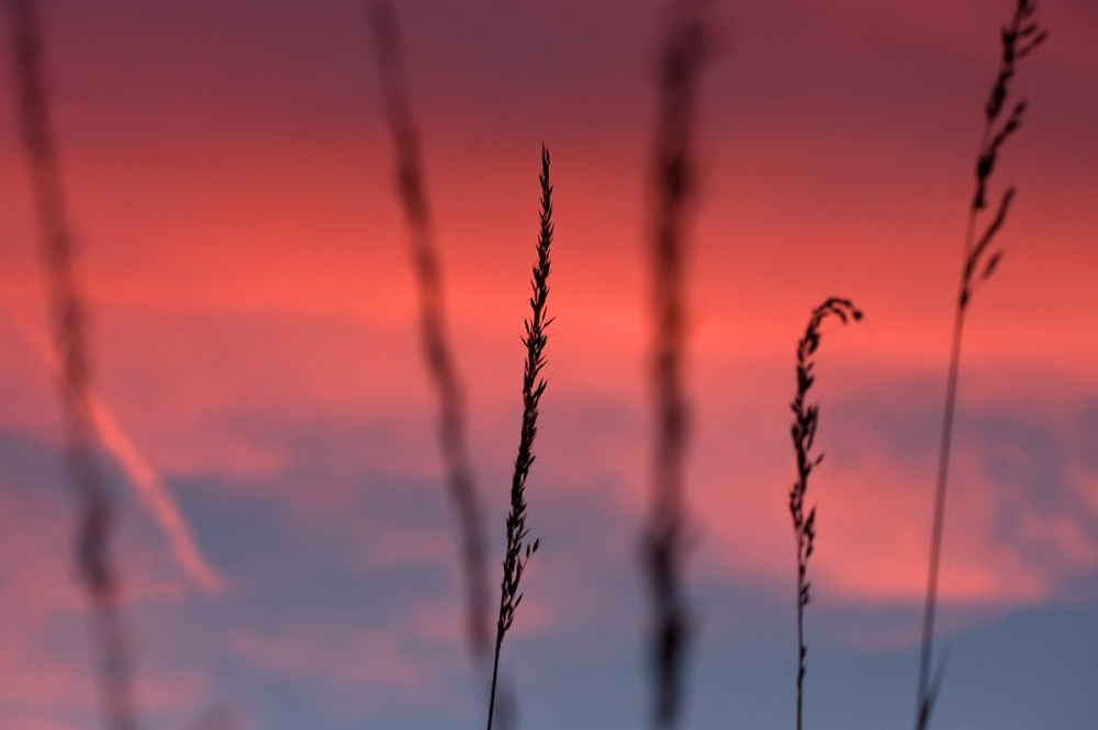 Wild Grass and Sunset