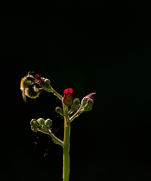 a bee