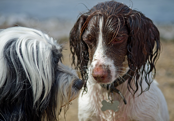 A Doggie Conversation
