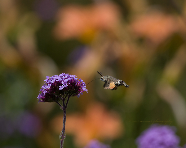 a flying rabbit
