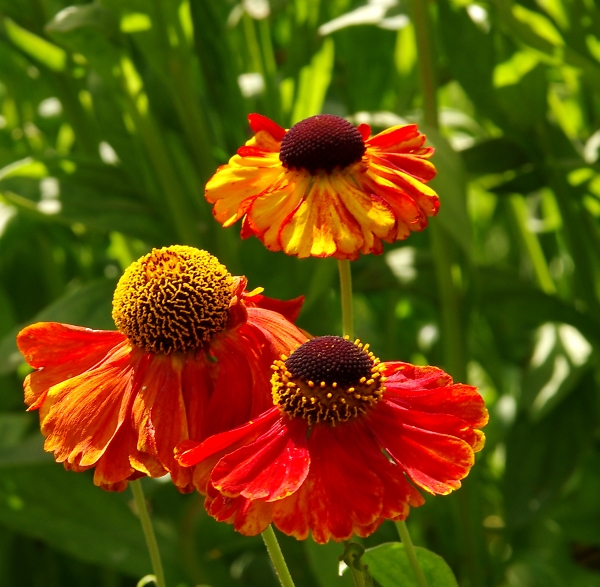 All things bright and beautiful