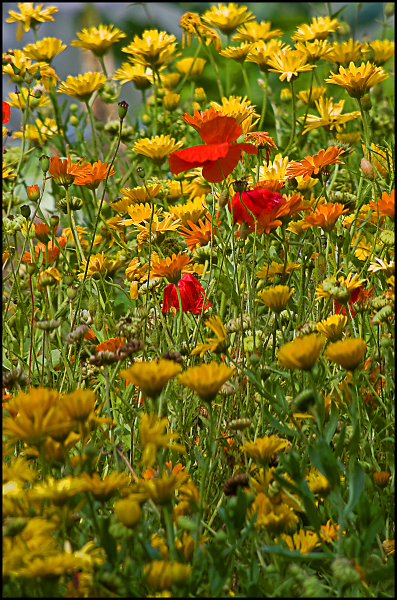 allotment flowers