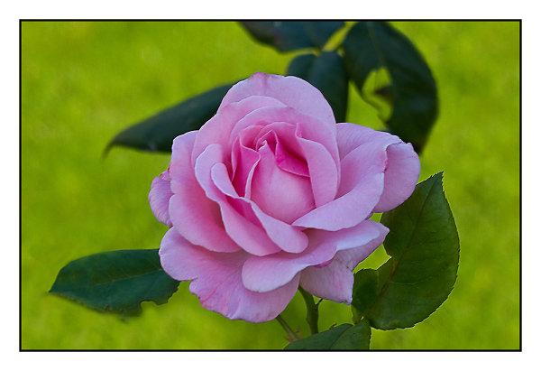 another rose