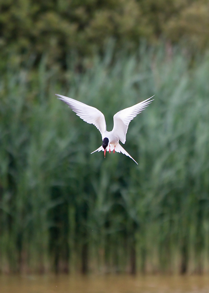 Another Tern