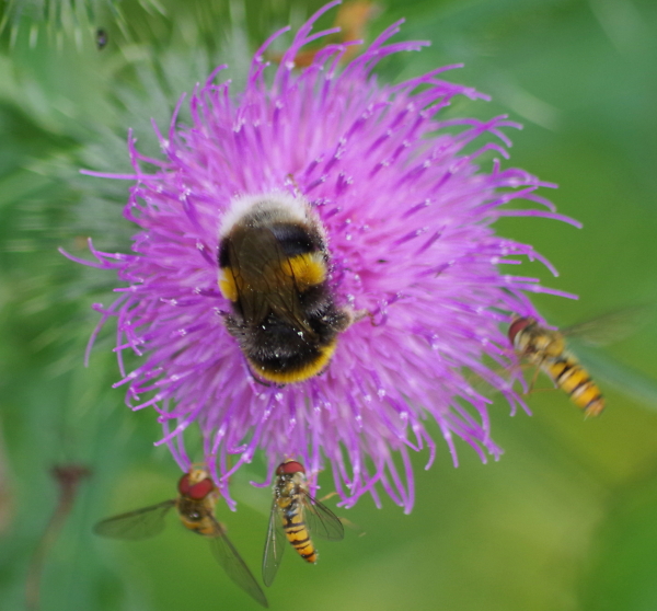 bee on thistle