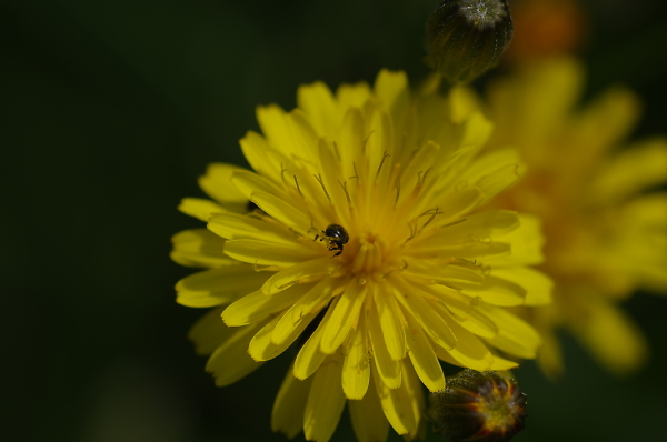 Beetle on a flower