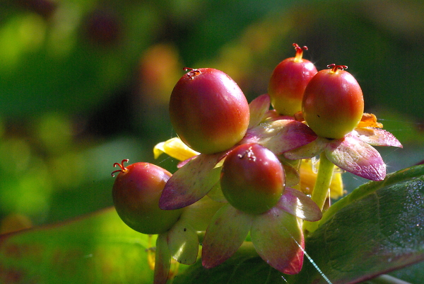 Berry Glow