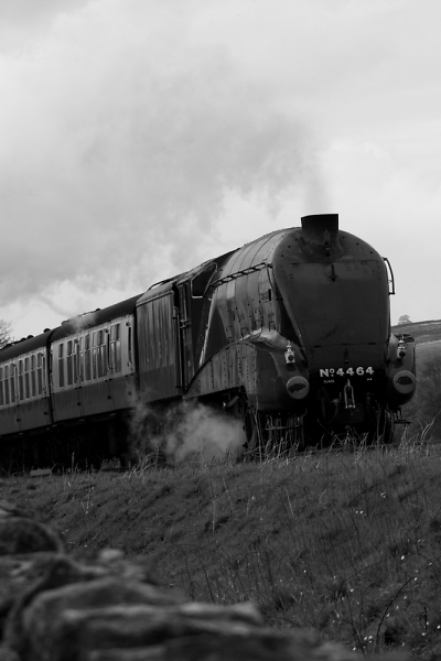 Bittern on the North York Moors Railway